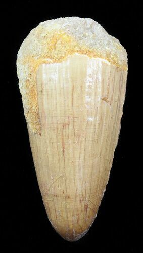 Cretaceous Fossil Crocodile Tooth - Morocco #50259
